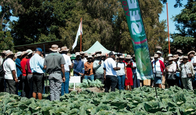 Fields of Opportunity: Farmers Connect, Learn, and See Resilience at SeedCo Vegetable Field Day